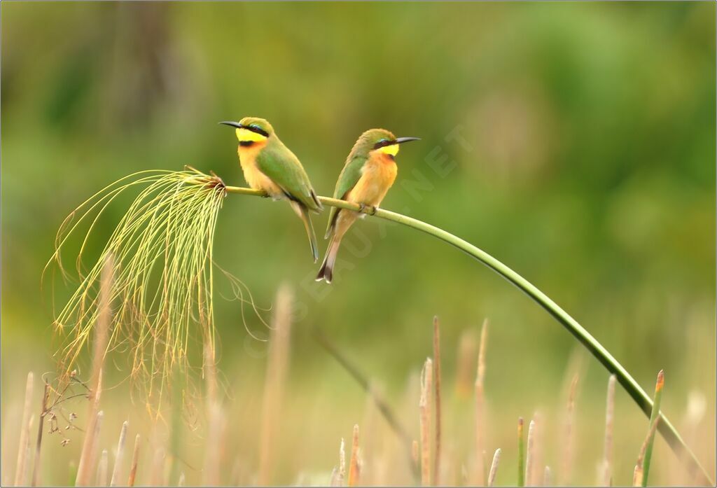 Little Bee-eater