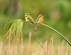 Little Bee-eater