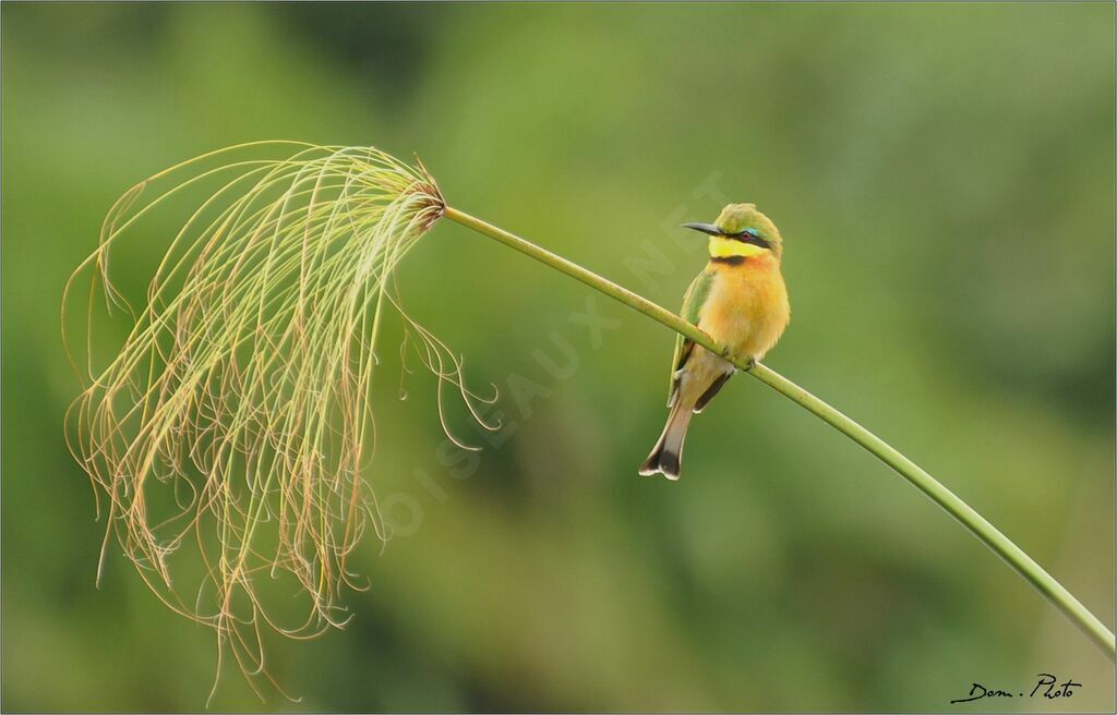 Little Bee-eater