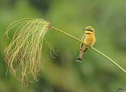 Little Bee-eater