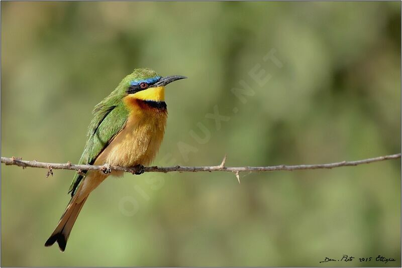 Little Bee-eater