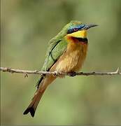 Little Bee-eater