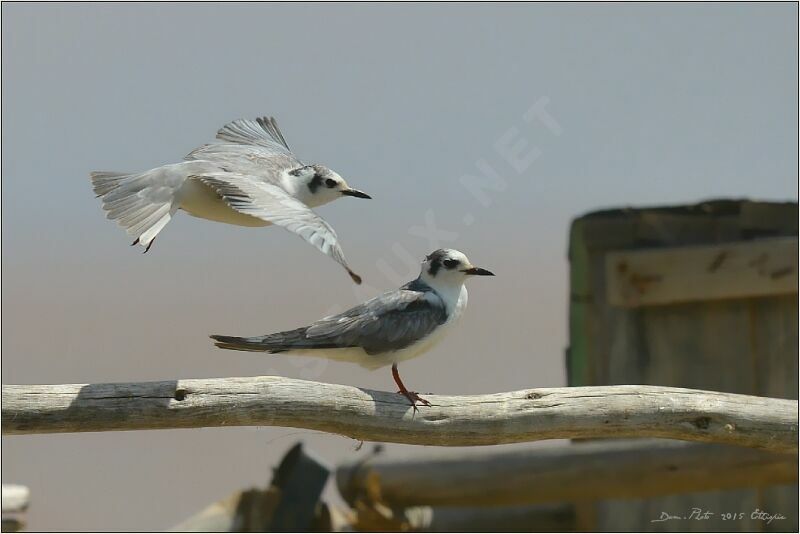 White-winged Tern