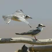 White-winged Tern