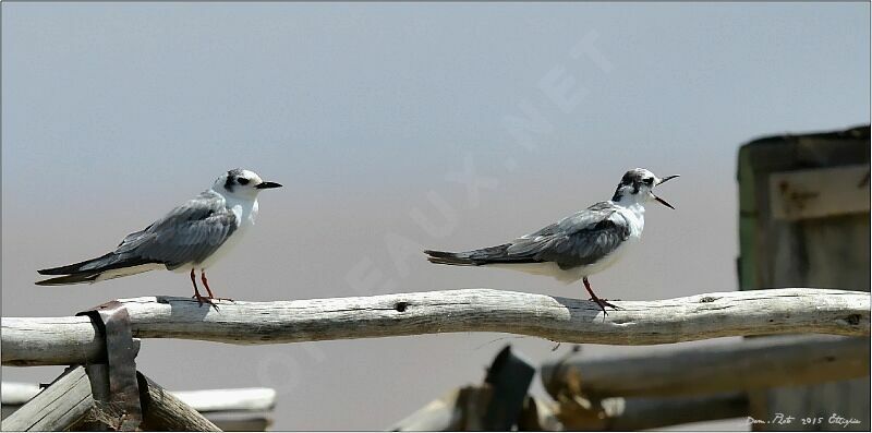 White-winged Tern