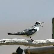 White-winged Tern