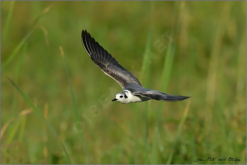 Guifette leucoptère