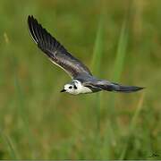 White-winged Tern