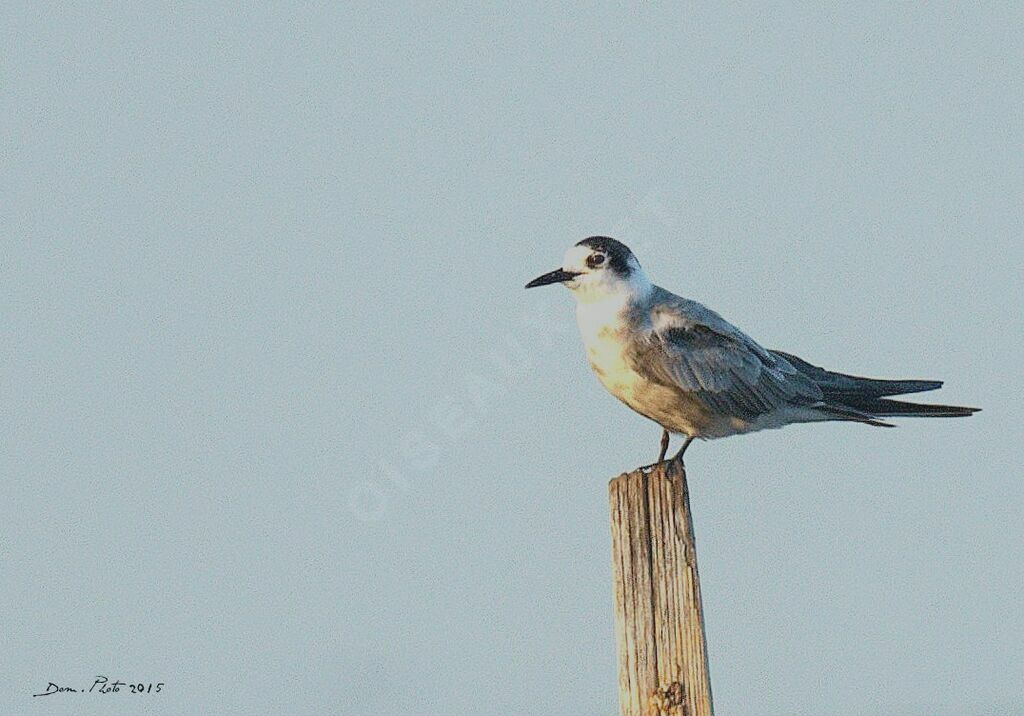 Black Tern