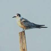 Black Tern