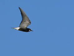 Black Tern