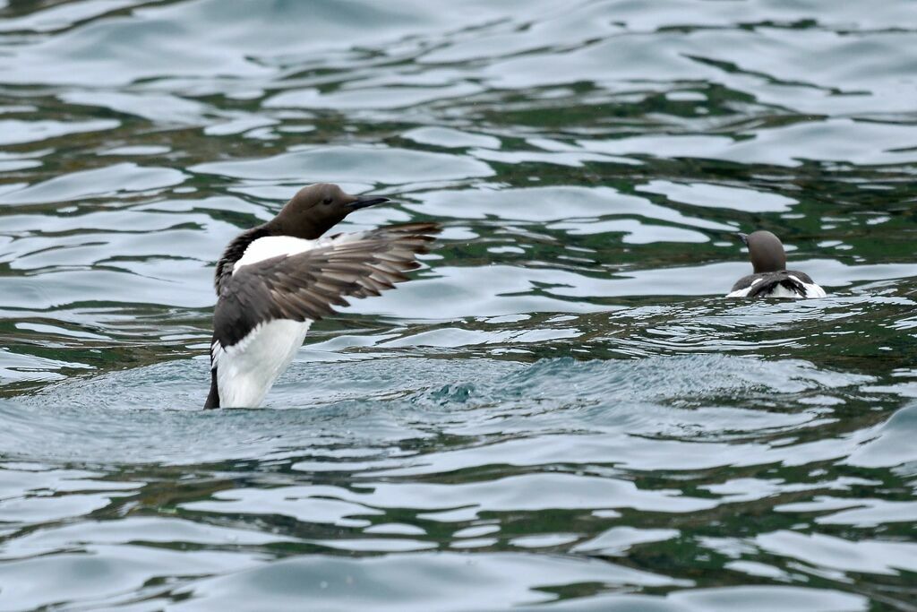 Common Murre