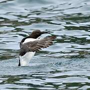 Common Murre