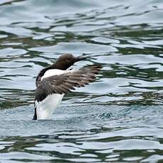 Guillemot de Troïl