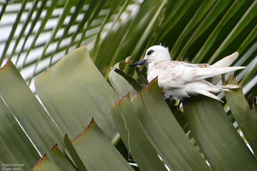 White Ternimmature