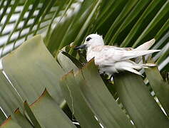 White Tern