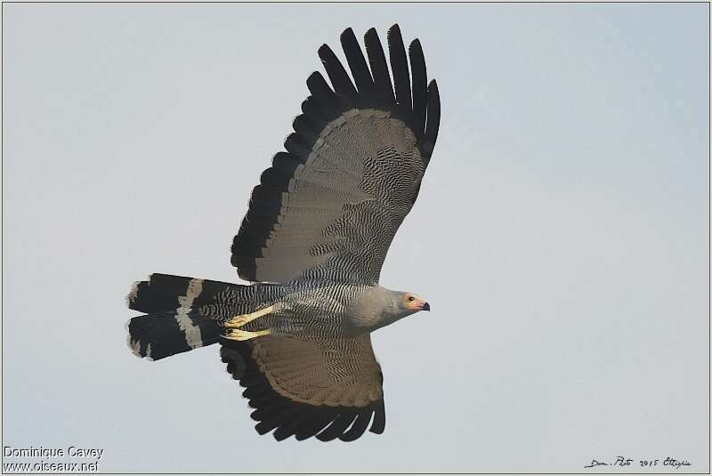 African Harrier-Hawk, Flight