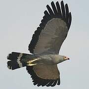 African Harrier-Hawk