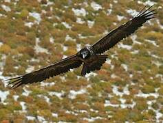 Bearded Vulture