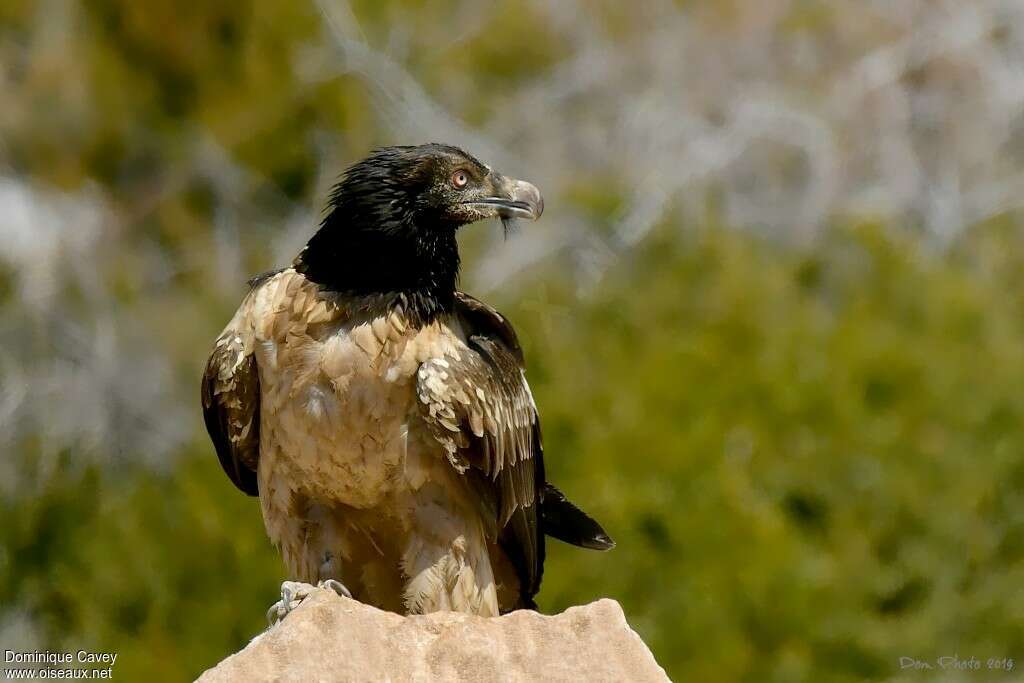 Gypaète barbuimmature, portrait