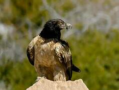 Bearded Vulture