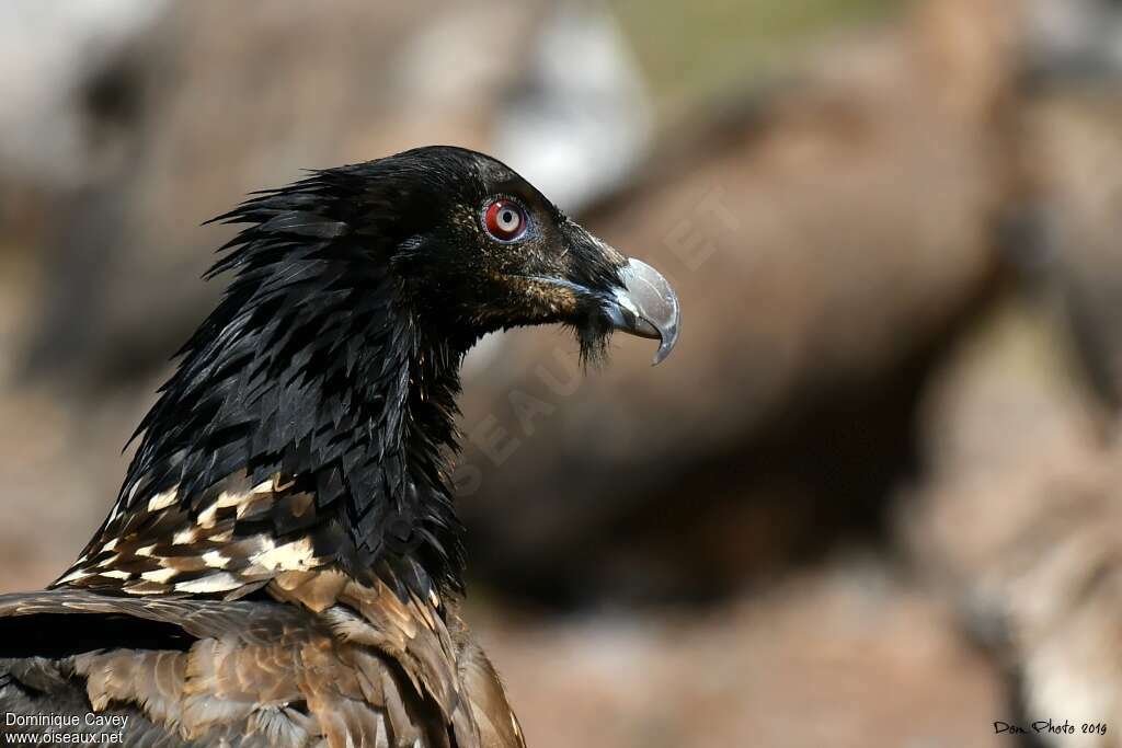 Gypaète barbuimmature, portrait