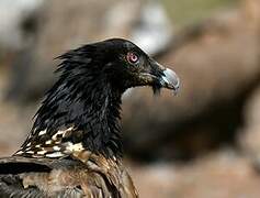 Bearded Vulture