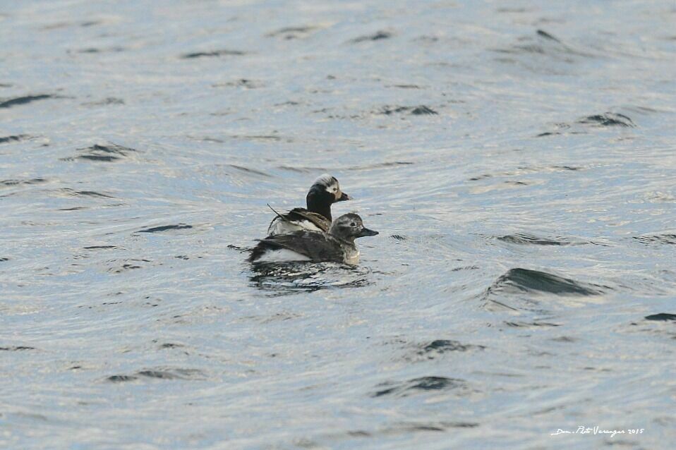 Long-tailed Duck