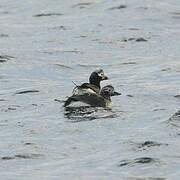 Long-tailed Duck