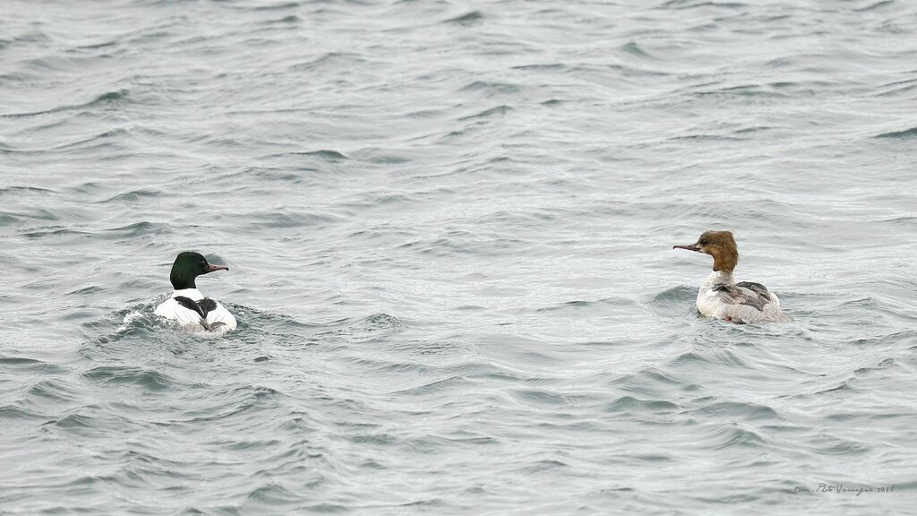 Common Merganser