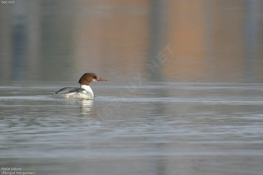 Common Merganser