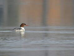 Common Merganser