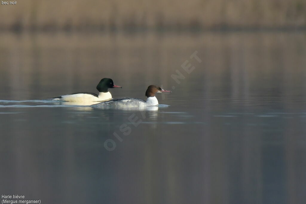 Common Merganser