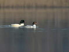 Common Merganser