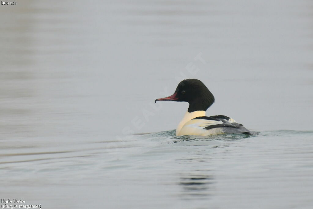 Common Merganser