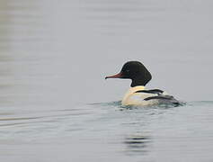 Common Merganser