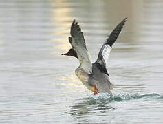 Common Merganser