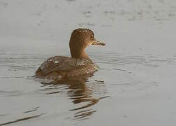 Hooded Merganser