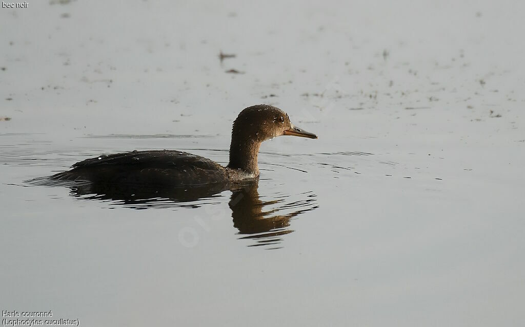 Hooded Merganser