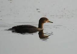 Hooded Merganser