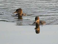 Hooded Merganser