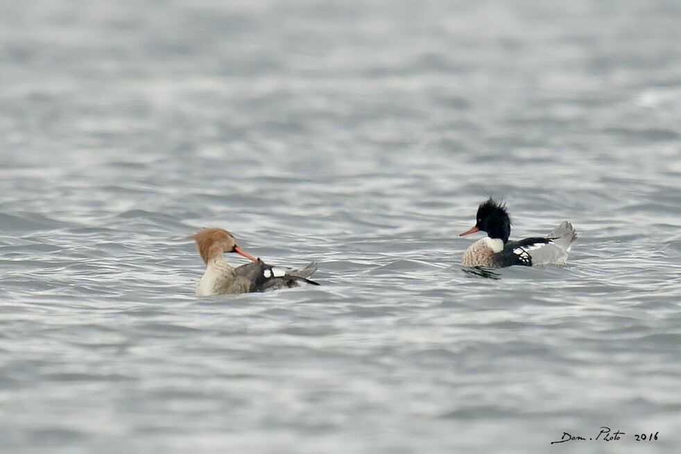 Red-breasted Merganser