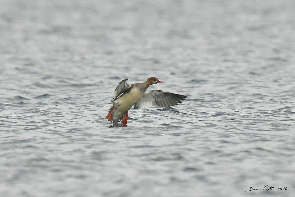 Red-breasted Merganser