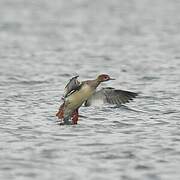 Red-breasted Merganser