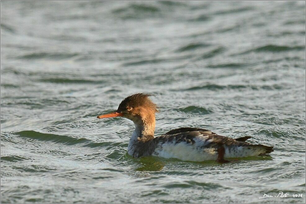 Red-breasted Merganser