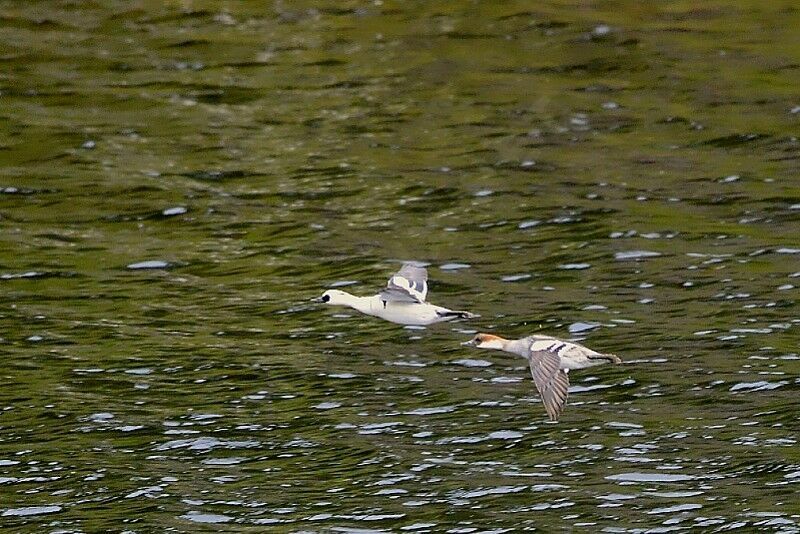 Smew