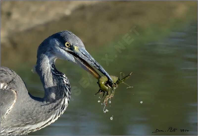 Grey Heron, feeding habits, fishing/hunting