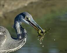 Grey Heron