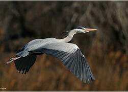 Grey Heron