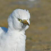 Western Cattle Egret